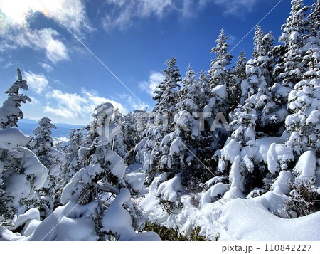 雪化粧した木々 110842227