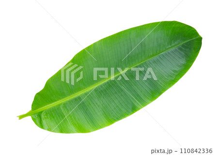 Fresh banana leaves on white background. 110842336