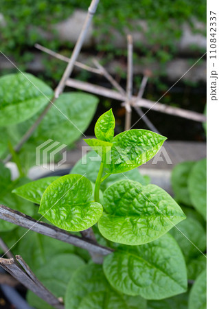 Ceylon spinach or basella rubra linn 110842337