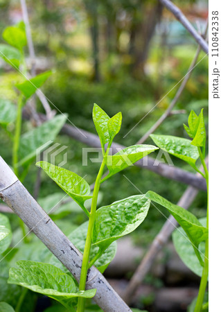Ceylon spinach or basella rubra linn 110842338