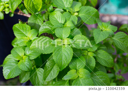 Tree Basil leaves (Ocimum gratissimum) 110842339