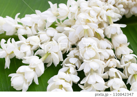 Thai white jasmine flower garland 110842347