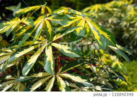 Cassava plant (Manihot esculenta). Green and yellow leaves 110842348