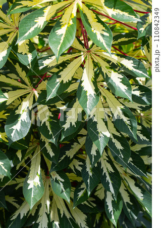 Cassava plant (Manihot esculenta). Green and yellow leaves 110842349