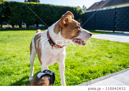 German Boxer dog and a mix dog playing together on the green grass in the garden 110842652