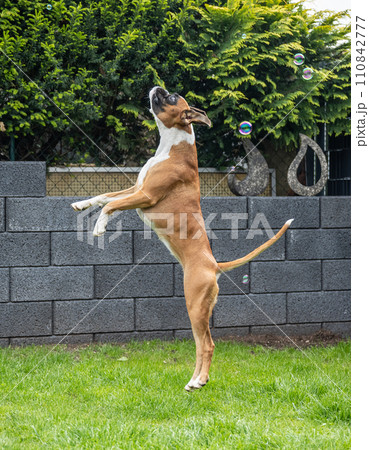 8 months young purebred golden german boxer dog puppy jumping catching soap bubbles 110842777