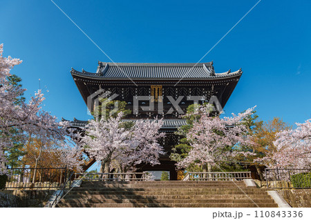 京都 金戒光明寺 山門の春景色 110843336