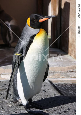 下田海中水族館の「オウサマペンギン」 110843348