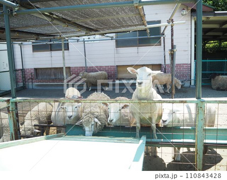 山羊に餌をあげる 110843428
