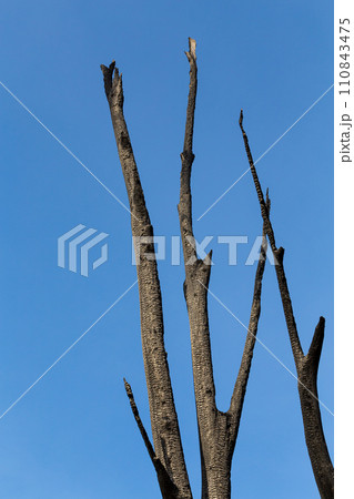 Burnt tree against the sky Burnt tree against the sky 110843475