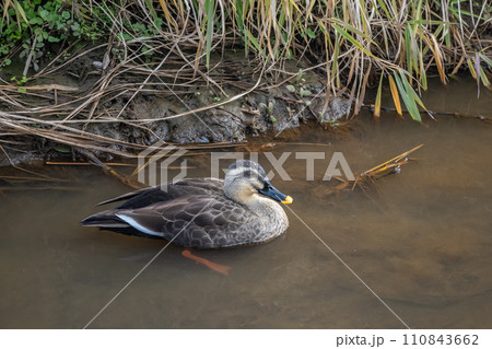 用水路のカルガモ 110843662