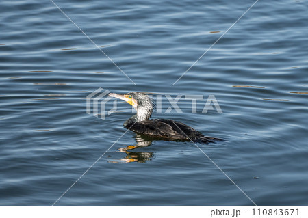 泳ぐカワウ 泳ぐカワウ 110843671