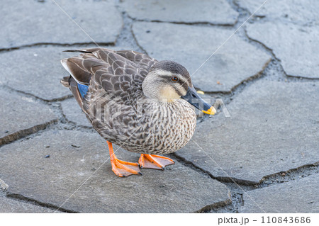 カルガモ カルガモ 110843686