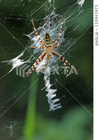 Wasp spider and prey on web in close up 110843973