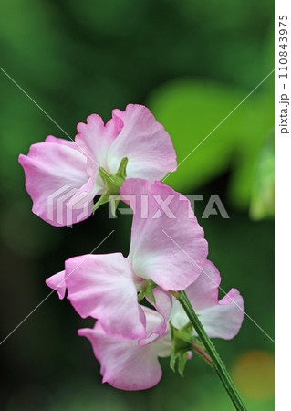 Pink sweet pea flowers in close up Pink sweet pea flowers in close up 110843975