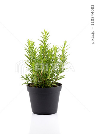 rosemary inside a black pot rosemary inside a black pot 110844083