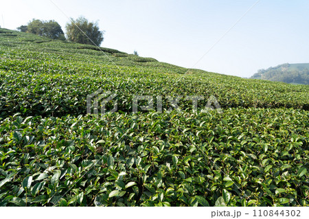 ティー 紅茶 茶 110844302