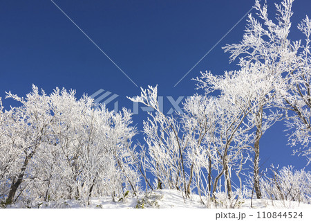 雪が積もった樹木と青空 110844524