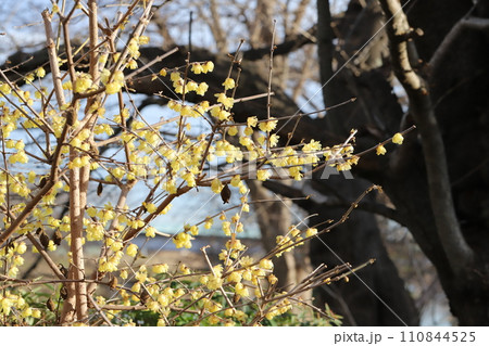 冬の公園に咲く黄色いロウバイの花 110844525