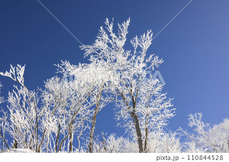 雪が積もった樹木と青空 110844528