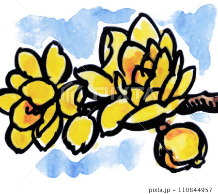 水彩で描いた絵手紙風の蝋梅24123pix7 110844957