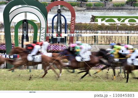 京都競馬場芝ゴール前 110845803