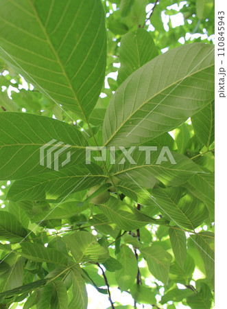 Branch Of Walnut Tree With Green Leaves And Young Ovaries Vertical Stock Photo 110845943