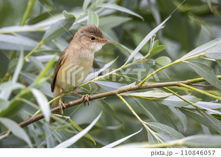 Common reed warbler (Acrocephalus scirpaceus) 110846057