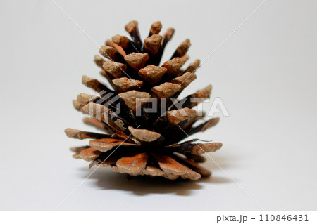 松ぼっくり 110846431