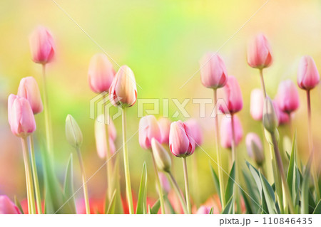 Spring blossoming tulips in garden, springtime bright flowers in the field, pastel and soft floral card, selective focus, shallow DOF, toned Spring blossoming tulips in garden, springtime bright flowers in the field, pastel and soft floral card, selective focus, shallow DOF, toned 110846435