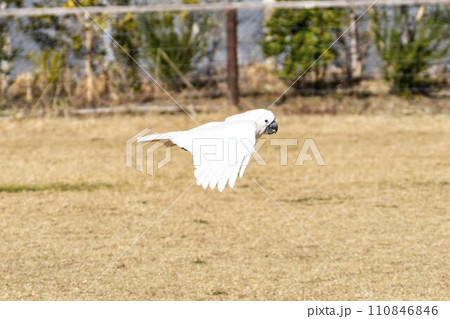 低空飛行のオオバタン（トキサカオウム）　神戸どうぶつ王国　兵庫県神戸市 110846846