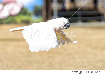 低空飛行のオオバタン（トキサカオウム）　神戸どうぶつ王国　兵庫県神戸市 110846848