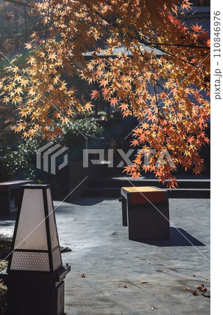 紅葉した街路樹 110846976