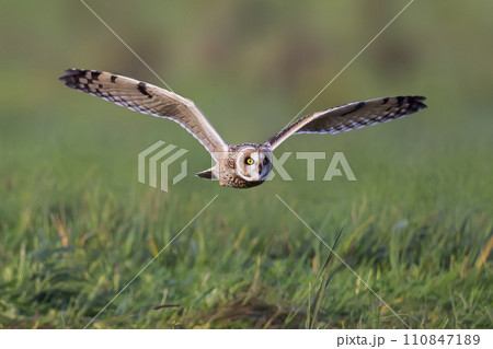 Short-eared owl (Asio flammeus) in flight over a meadow in the Netherlands 110847189
