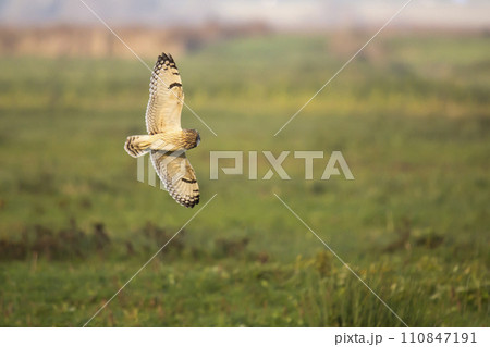Short-eared owl (Asio flammeus) in flight over a meadow in the Netherlands 110847191