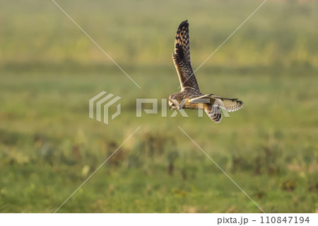 Short-eared owl (Asio flammeus) in flight over a meadow in the Netherlands 110847194