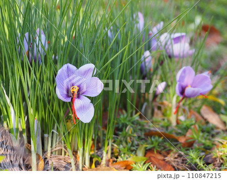 紫色の花　サフラン 110847215