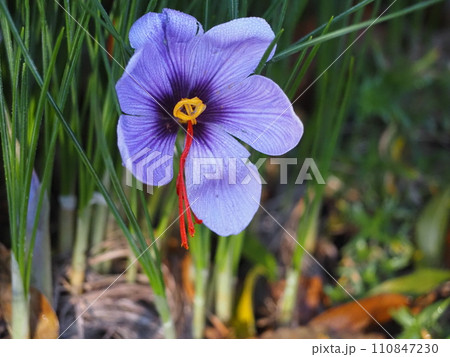 紫色の花 サフラン 紫色の花 サフラン 110847230