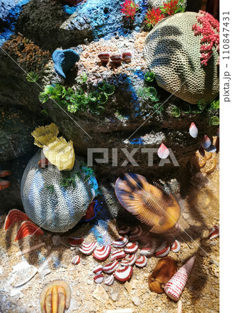 nice coral sea background 110847431