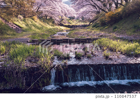 京都府綴喜郡井手町の平成の名水百選に選ばれた玉川堤の桜を撮影 110847537