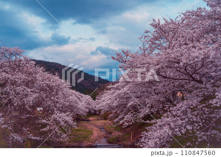 京都府綴喜郡井手町の平成の名水百選に選ばれた玉川堤の桜を撮影 110847560