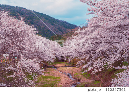 京都府綴喜郡井手町の平成の名水百選に選ばれた玉川堤の桜を撮影 110847561