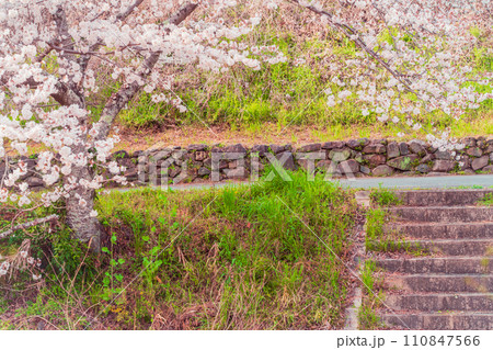 京都府綴喜郡井手町の平成の名水百選に選ばれた玉川堤の桜を撮影 110847566