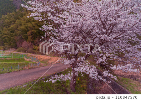 京都府綴喜郡井手町の平成の名水百選に選ばれた玉川堤の桜を撮影 110847570