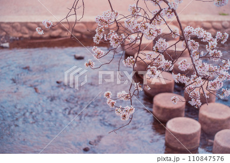 京都府綴喜郡井手町の平成の名水百選に選ばれた玉川堤の桜を撮影 110847576