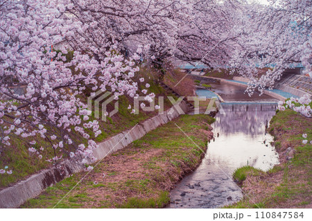 京都府綴喜郡井手町の平成の名水百選に選ばれた玉川堤の桜を撮影 110847584