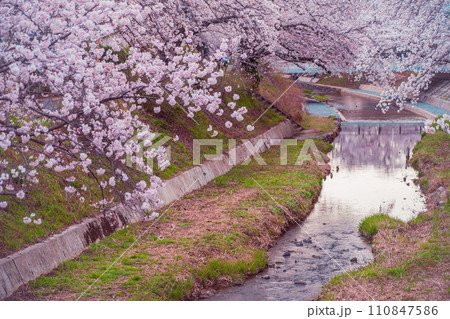 京都府綴喜郡井手町の平成の名水百選に選ばれた玉川堤の桜を撮影 110847586