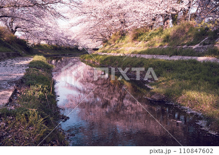 京都府綴喜郡井手町の平成の名水百選に選ばれた玉川堤の桜を撮影 京都府綴喜郡井手町の平成の名水百選に選ばれた玉川堤の桜を撮影 110847602