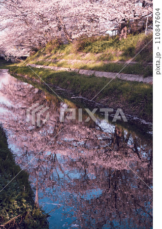 京都府綴喜郡井手町の平成の名水百選に選ばれた玉川堤の桜を撮影 110847604