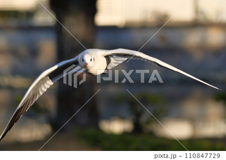 こちらに向かって飛んで来るユリカモメ こちらに向かって飛んで来るユリカモメ 110847729